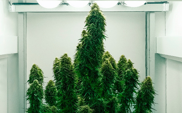 Как растет сорт конопли Grape Ape Как растет сорт Grape Ape