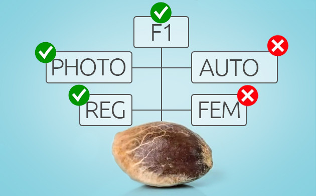 Выбор семян для материнского растения Критерии выбора материнского растения