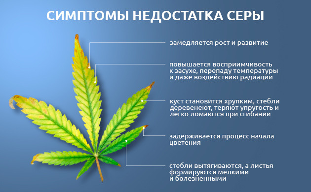 Последствия нехватки серы у марихуаны