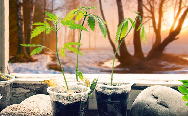 Саженцы в пластиковом стаканчике