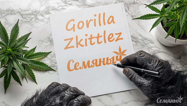 Гроурепорт сорта Gorilla Zkittlez от сидбанка Семяныч