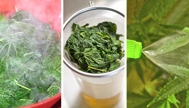 Рецепт чая из крапивы Приготовление чая из крапивы