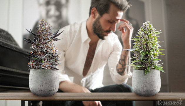 Как выбрать сорт марихуаны для выращивания в закрытом грунте Выбор сорта конопли
