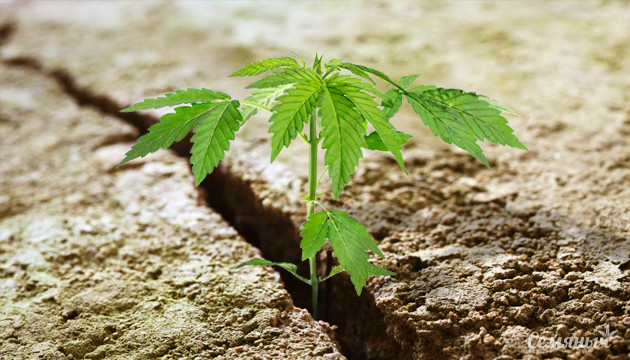 Подборка неприхотливых сортов марихуаны Неприхотливые сорта конопли