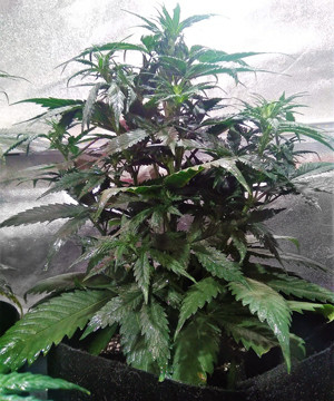 Стадия цветения марихуаны Начало стадии цветения