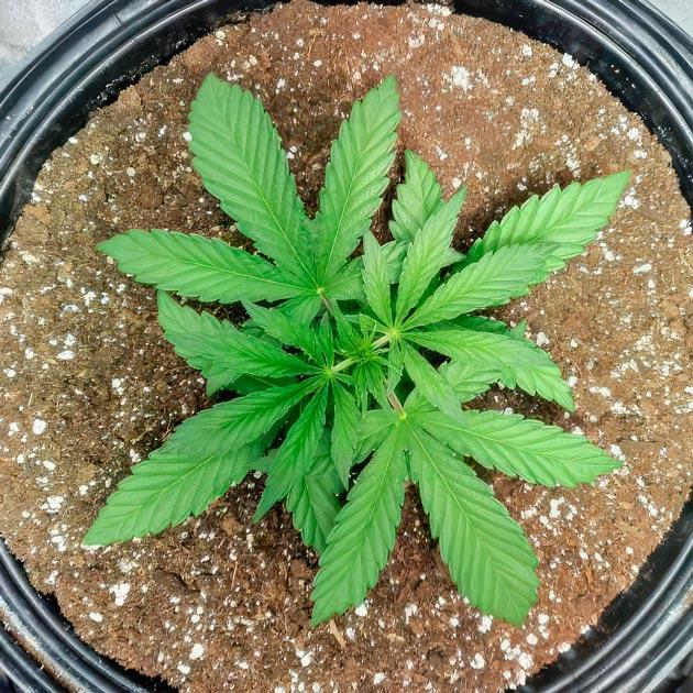 3 неделя роста конопли Каннабис ростом 16 см