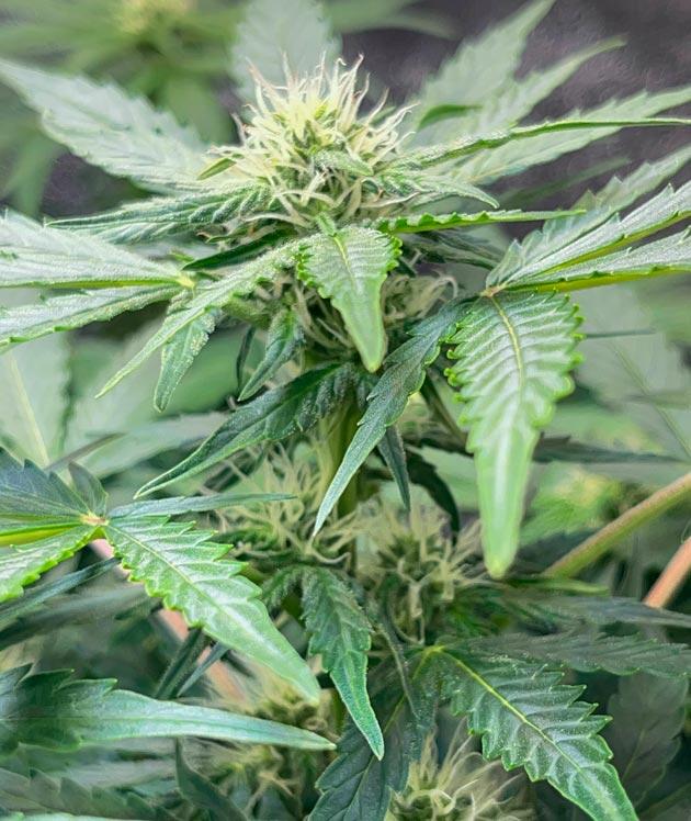 Куст Runtz Auto от Barney's Farm на фазе цветения