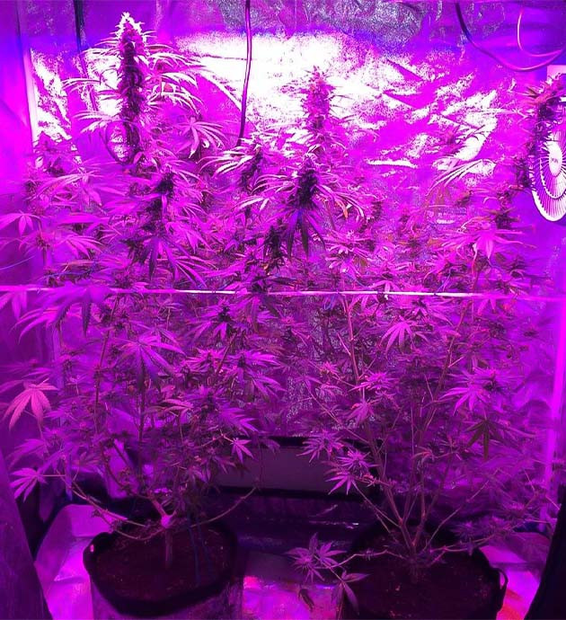 Euforia X: ожидание и подготовка к харвесту Приближение харвеста: ожидание и подготовка