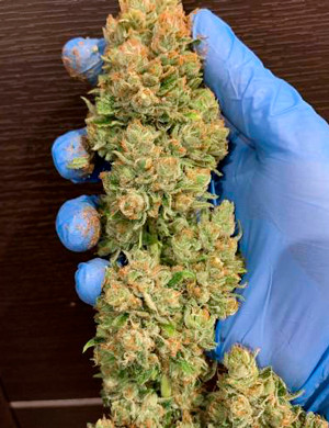 Шишка Auto Orange Bud Большая плотная шишка