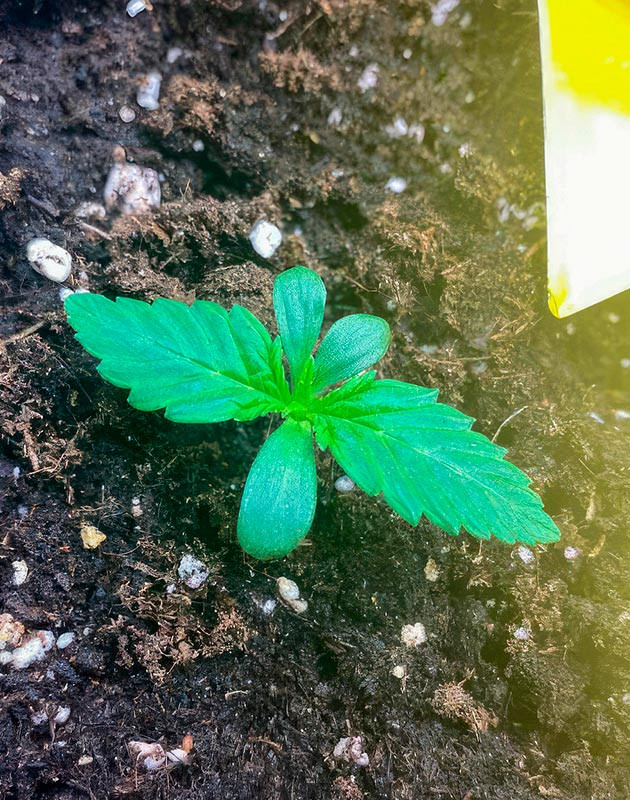 Проращивание семени и пересадка в горшок Проращивание Gorilla Zkittlez Auto от FastBuds