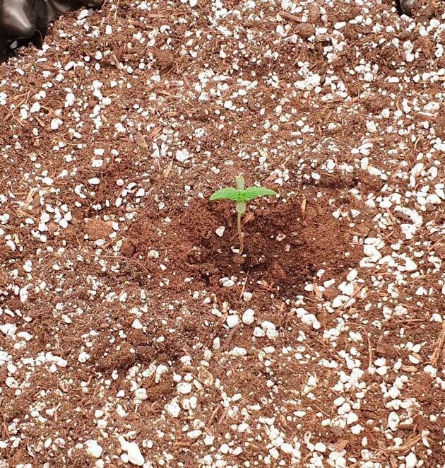 Пересадка, полив и световой режим для конопли Росток Hellfire OG Auto от 7CH American на 1 неделе выращивания