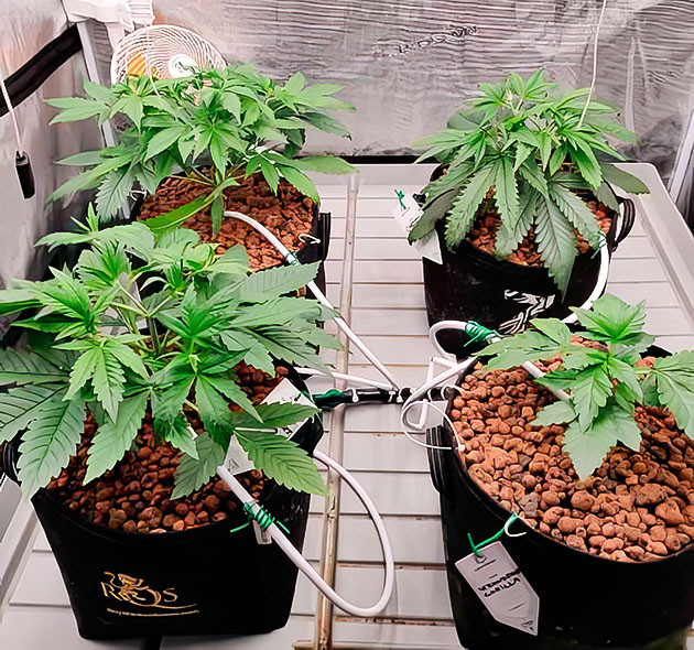 Первые признаки цветения Amnesia Zkittlez Auto Как Banana Purple Punch догнал Amnesia Zkittlez Auto