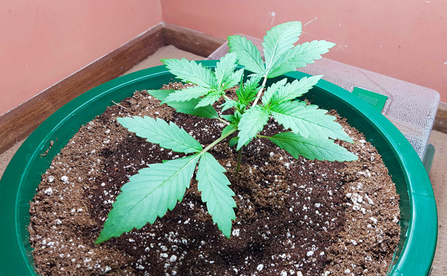 Процесс вегетации конопли Стадия вегетации конопли