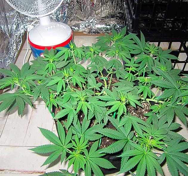 Куст 10th Planet R1 от Ethos Genetics на 7 неделе