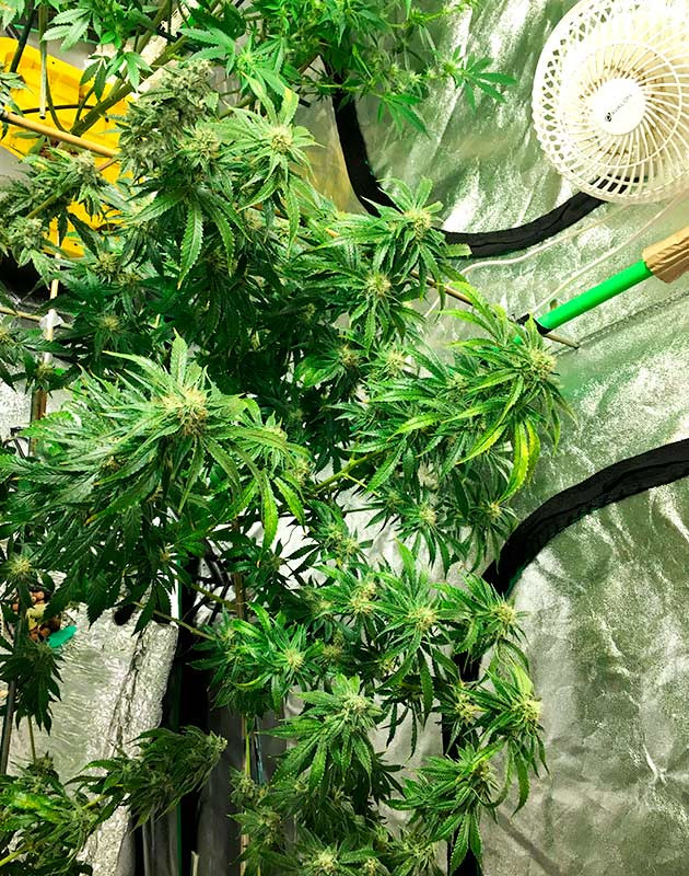 Запах куста Shiskaberry Быстрое покрытие трихомами