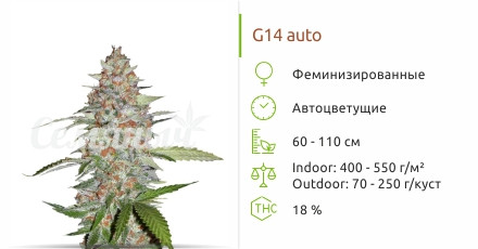 Сорт марихуаны G14 Auto G14 Auto от FastBuds