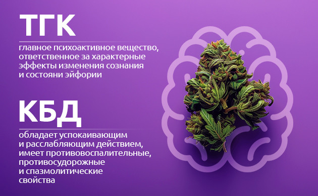 Влияние ТГК и КБД на нервную систему человека Как активные вещества каннабиса влияют на память