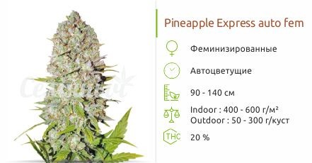 Сорт конопли Pineapple Express auto Pineapple Express auto fem от FastBuds