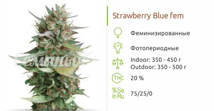 Strawberry Blue fem (World of Seeds)