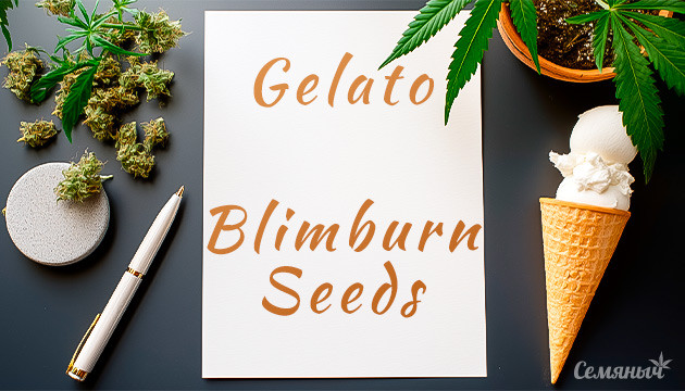 Выращивание сорта конопли Gelato от Blimburn Seeds Гроурепорт Gelato от Blimburn Seeds