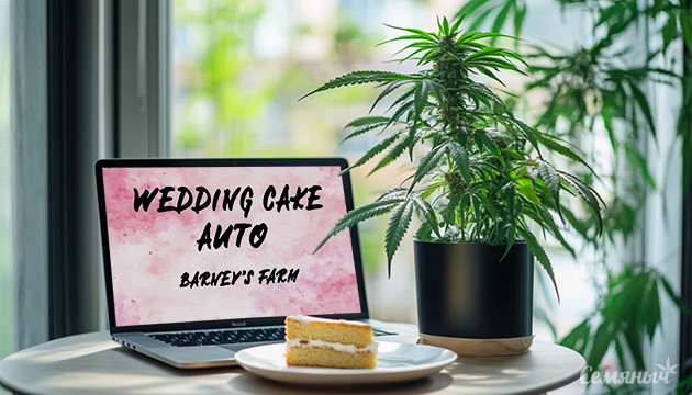 Wedding Cake Auto от сидбанка Barney’s Farm