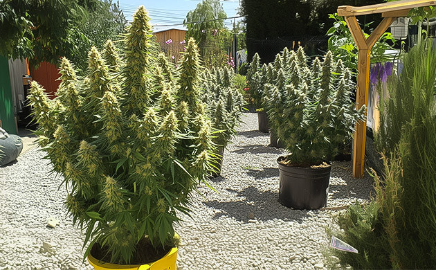 Морфология и выращивание Chemdawg Особенности роста Chemdawg