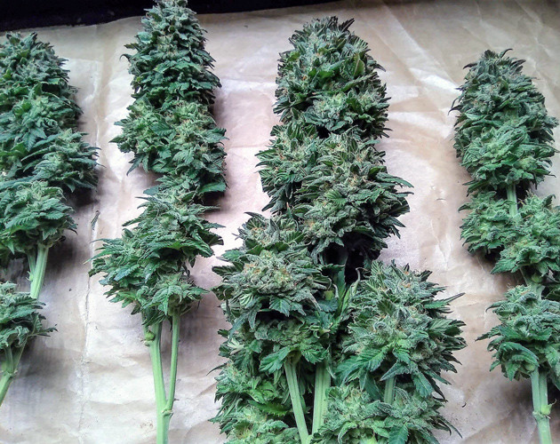 Харвест марихуаны Созревшие колы Tangie'matic