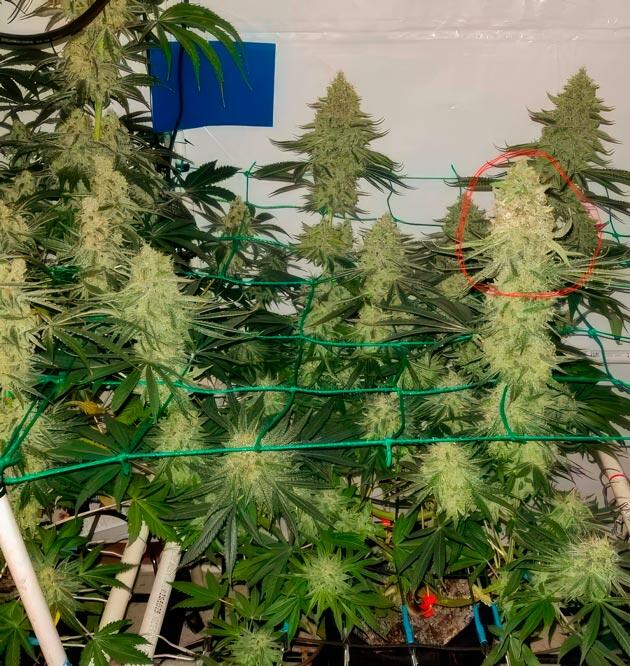 Куст Trainwreck Fast Version от Seedkeepers на 13 неделе