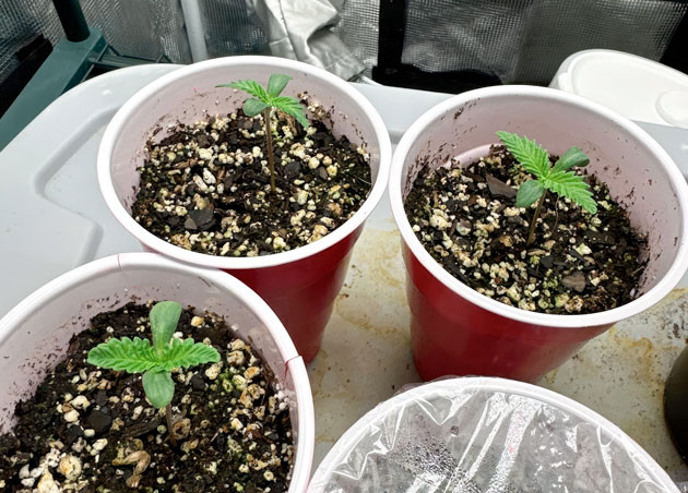 Проращивание каннабиса Ростки сорта Shawty R1 ростом 7 см