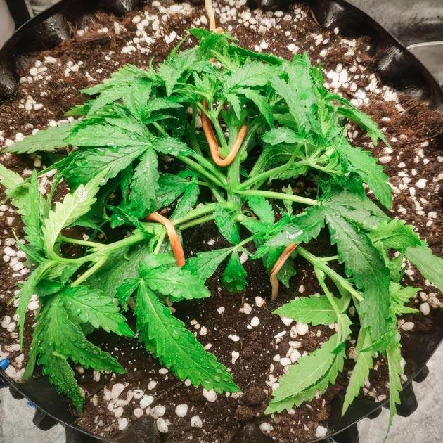 Куст Super Silver Haze на 3 неделе выращивания