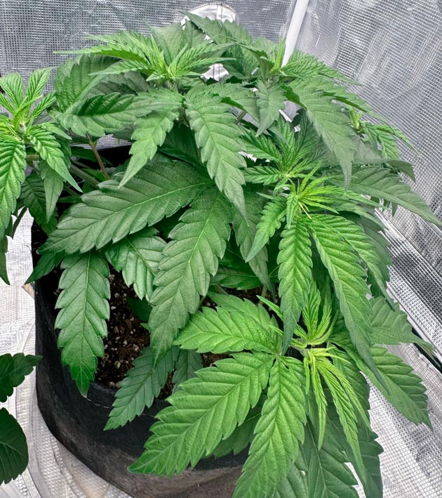 Пересадка конопли в гроутент 5 неделя роста сорта Shawty R1