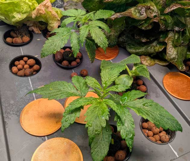 Проращивание каннабиса Молодые ростки после проращивания под куполом