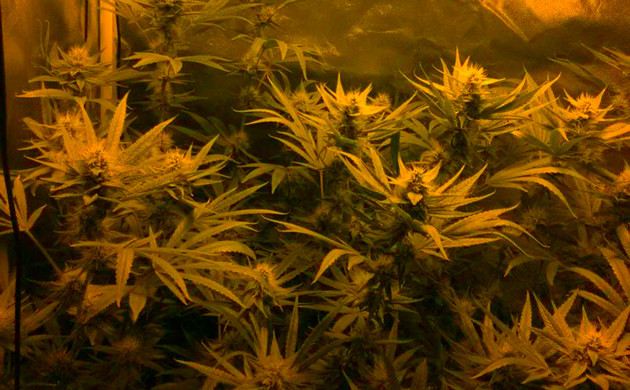 12 неделя выращивания Цветущий куст Eleven Roses