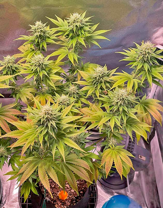 Куст White Wedding RBX на 11 неделе выращивания