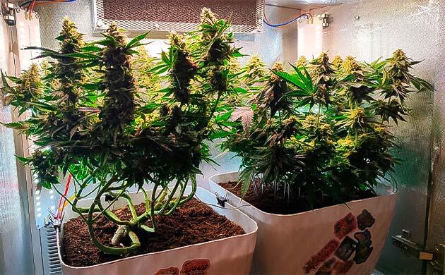 Куст Gorilla Zkittlez от сидбанка Семяныч на 12 неделе