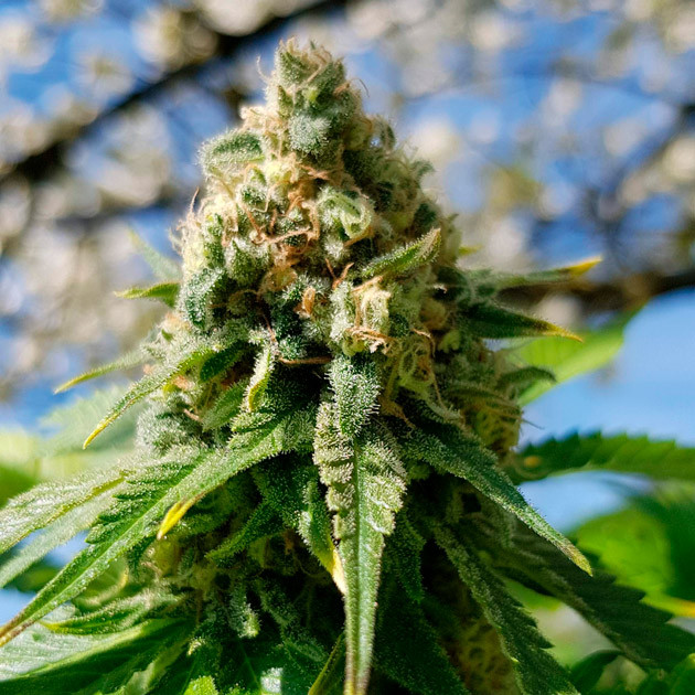 Шишка в конце 14-й недели Соцветие Royal Gorilla