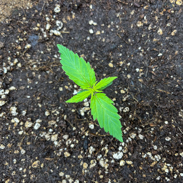 Регулировка питания для Titan F1 Titan F1 Auto: вторая неделя роста