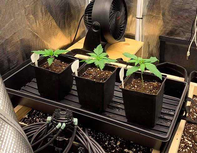 Микроклимат и настройка автополива Росток Gorilla Glue #4 от Blimburn Seeds на 2 неделе