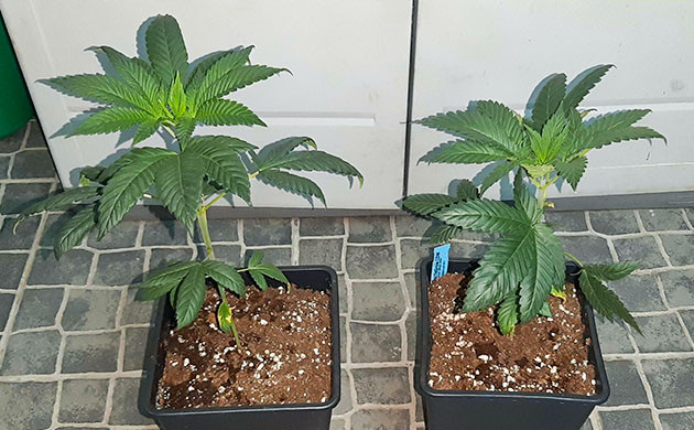 Вторая неделя вегетации Пересадка растений в 3,5 литровые горшки