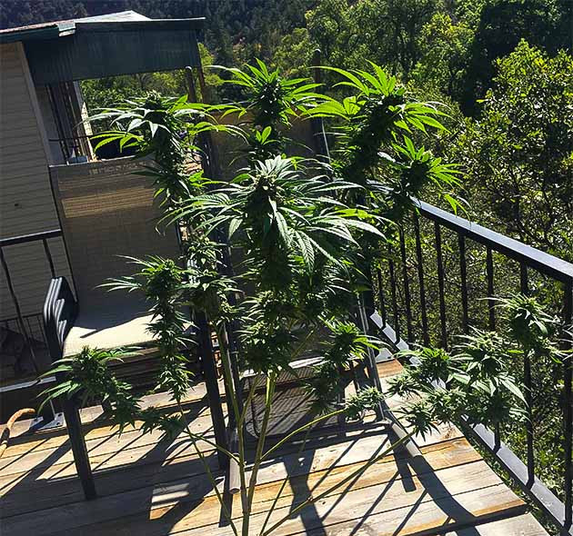 Цветение Blueberry X в прекрасном климате Прогресс Blueberry X: цветение и набор массы