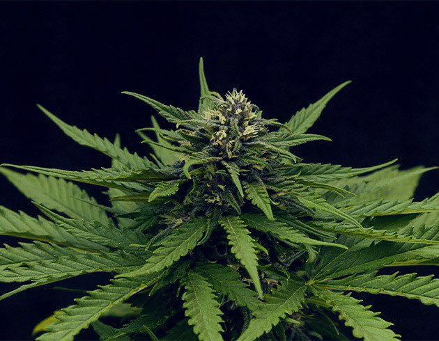 Удобрение и полив куста Tropicana Cookies Auto