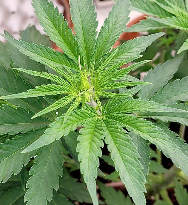 Первые признаки цветения конопли Формирование бутонов каннабиса на начальной стадии