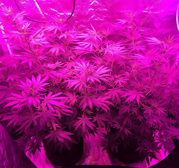 Euforia X: подготовка к цветению Сатива Euforia X в росте: подготовка к цветению