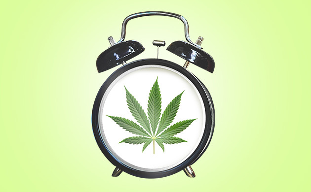 Выращивание автоцветов Автоцветущие сорта конопли