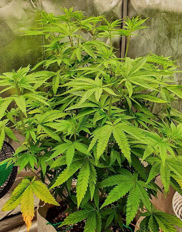 Смена светового режима Куст Planet of the Grapes RBX от Ethos Genetics на 7 неделе