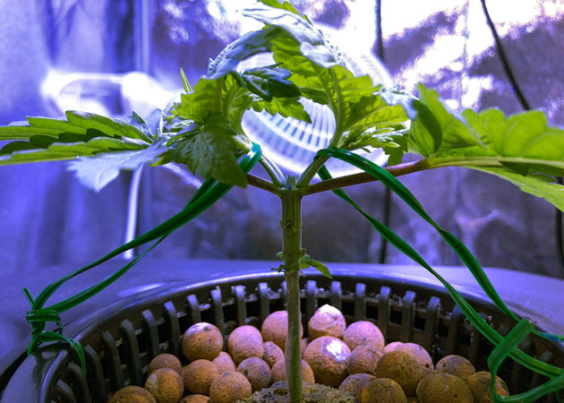 Развитие марихуаны в период вегетации Стадия вегетации марихуаны