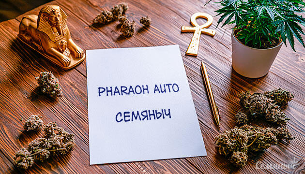 Выращивание сорта марихуаны Pharaoh Auto от сидбанка Семяныч Гроурепорт сорта Pharaoh Auto от сидбанка Семяныч