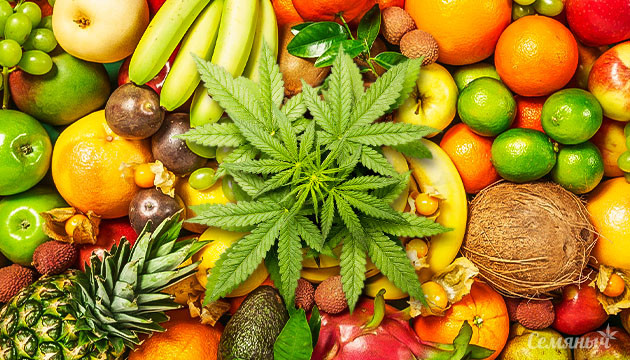 Терпены конопли