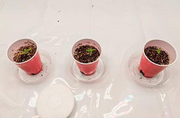 Ростки Strawberry Banana Auto от FastBuds на 1 неделе