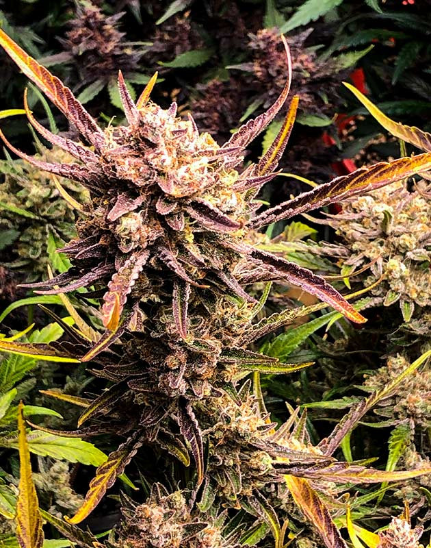 Предхарвест Gelato Auto подготовка к харвесту Gelato Auto